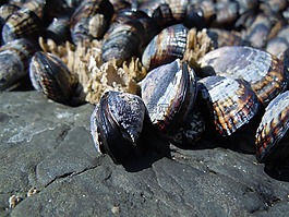 貽貝,海洋,海灘