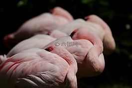 粉紅色的火烈鳥,火烈鳥,羅莎
