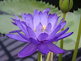 水百合,nymphea,莲花