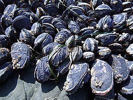 貽貝,海洋,海灘