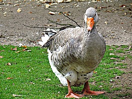 鵝,嘴,鳥