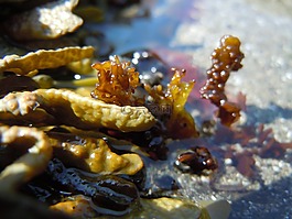 海藻,海洋,海灘