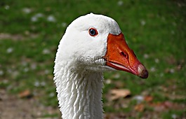 鵝,嘴,鳥