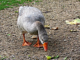 鵝,嘴,鳥