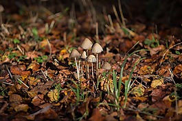蘑菇,秋季,秋天的心情