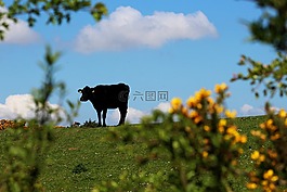 牛,國(guó)家,側(cè)影