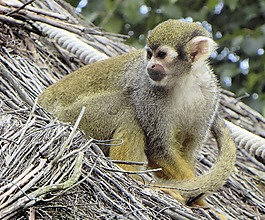 巴黎,動物園,文森斯