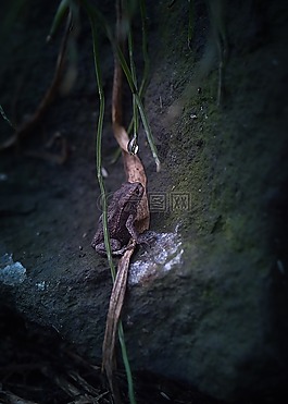 蟾蜍,性質(zhì),葉子