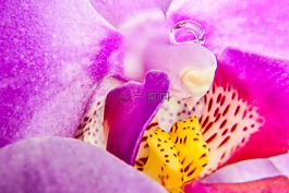 蘭花,花,植物區(qū)系