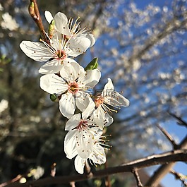 鮮花,櫻桃,春天