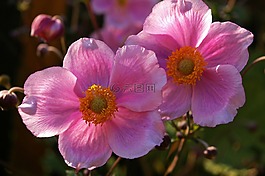 herbstannemone,annemone,厂