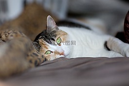 貓,貓科動(dòng)物,動(dòng)物