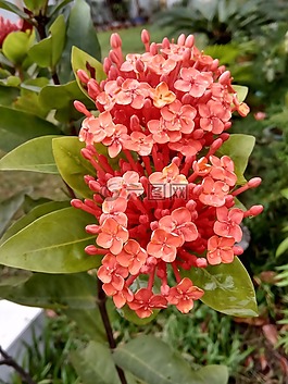 花,自然,植物區(qū)系