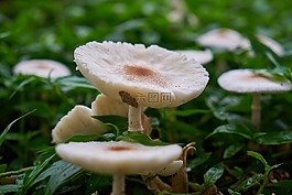 蘑菇,植物,花圖片