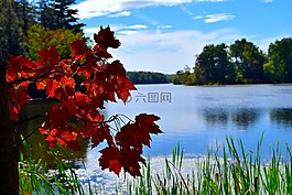 葉子,紅色,公園