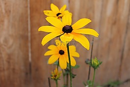 coneflower,向日葵,花