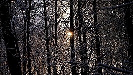 林,雪,冬季景观