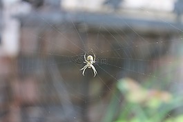 蜘蛛網(wǎng),蜘蛛,web