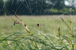 蜘蛛,蜘蛛網(wǎng),性質(zhì)