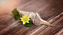 外殼,花,開花