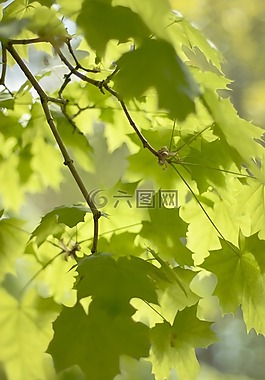 葉,自然,植物區(qū)系