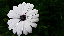 花,比爾,花瓣