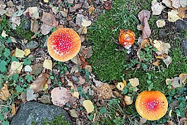 飛木耳,禮物,有毒
