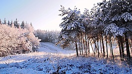 雪,林,冬季景观