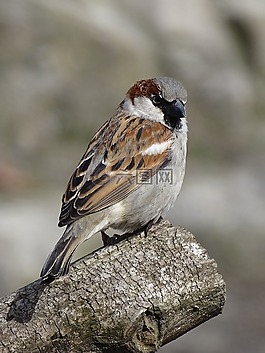 麻雀,動物,鳥