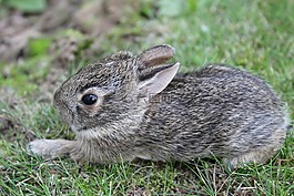 嬰兒小兔子,兔,可愛(ài)