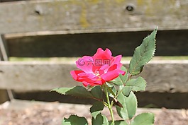 花,玫瑰,愛