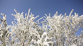 布什,樹,冬天
