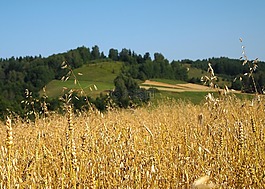 马祖,smolniki,波兰