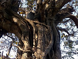枝杈,樹,有機(jī)