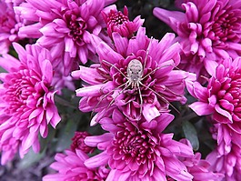 蜘蛛,昆蟲,自然