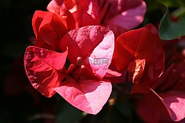 鮮花,紅粉色,靜脈