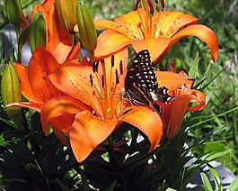 蝴蝶,橙色,花