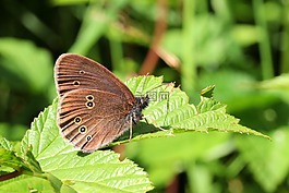 蝴蝶,棕色waldvogel,aphantopus hyperantus