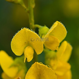 黄色的花,雾,天性