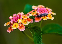 昆蟲,野花,花粉