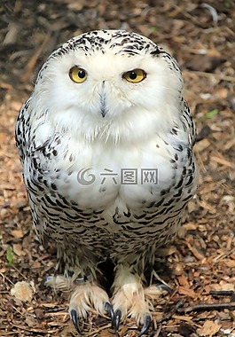 動(dòng)物,鳥,貓頭鷹