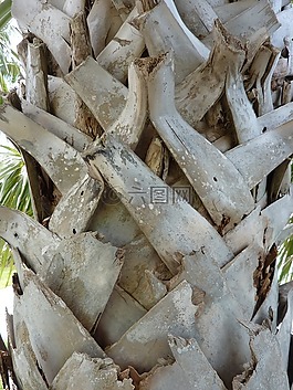 樹樹皮,紋理,自然