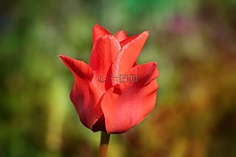 郁金香,花,朵紅色的花