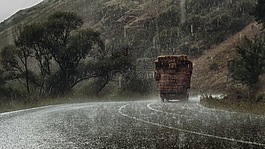 樹,雨,路