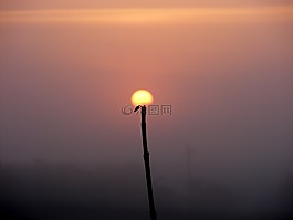 太陽(yáng),薄霧,花卉
