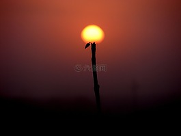 太陽,薄霧,花卉
