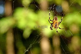 蜘蛛,蜘蛛網(wǎng),web