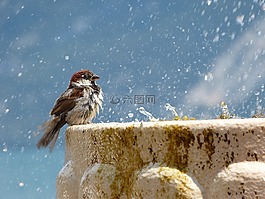 鳥,一滴水,噴泉