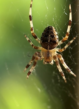 蜘蛛,昆蟲,web