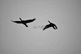 鳥(niǎo),飛行,鸕鶿